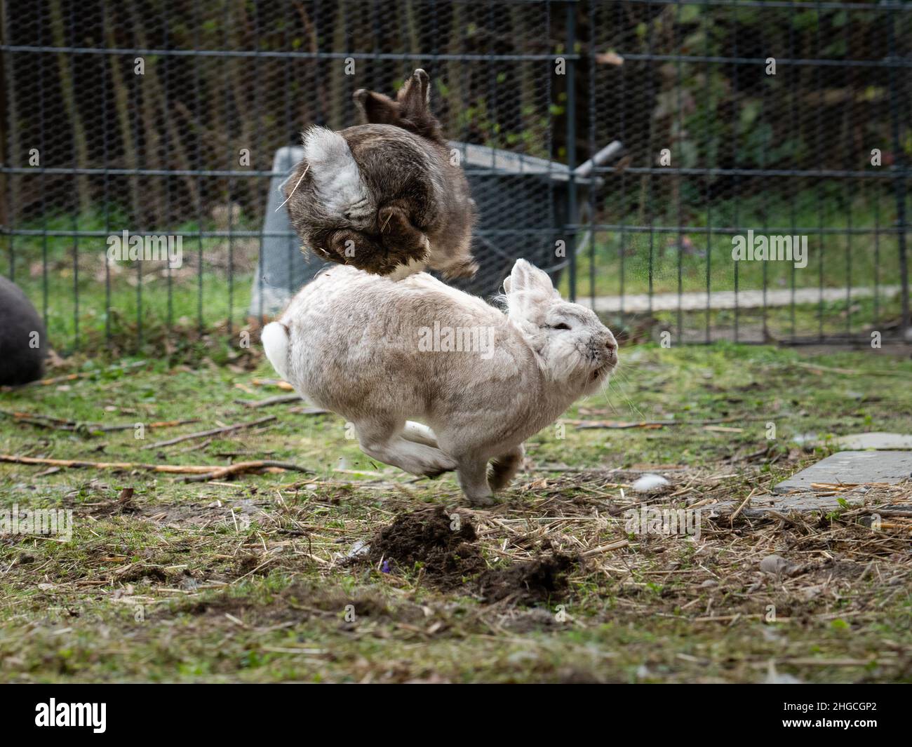 Two male dwarf rabbits fighting and jumping, sunny day in spring Stock Photo