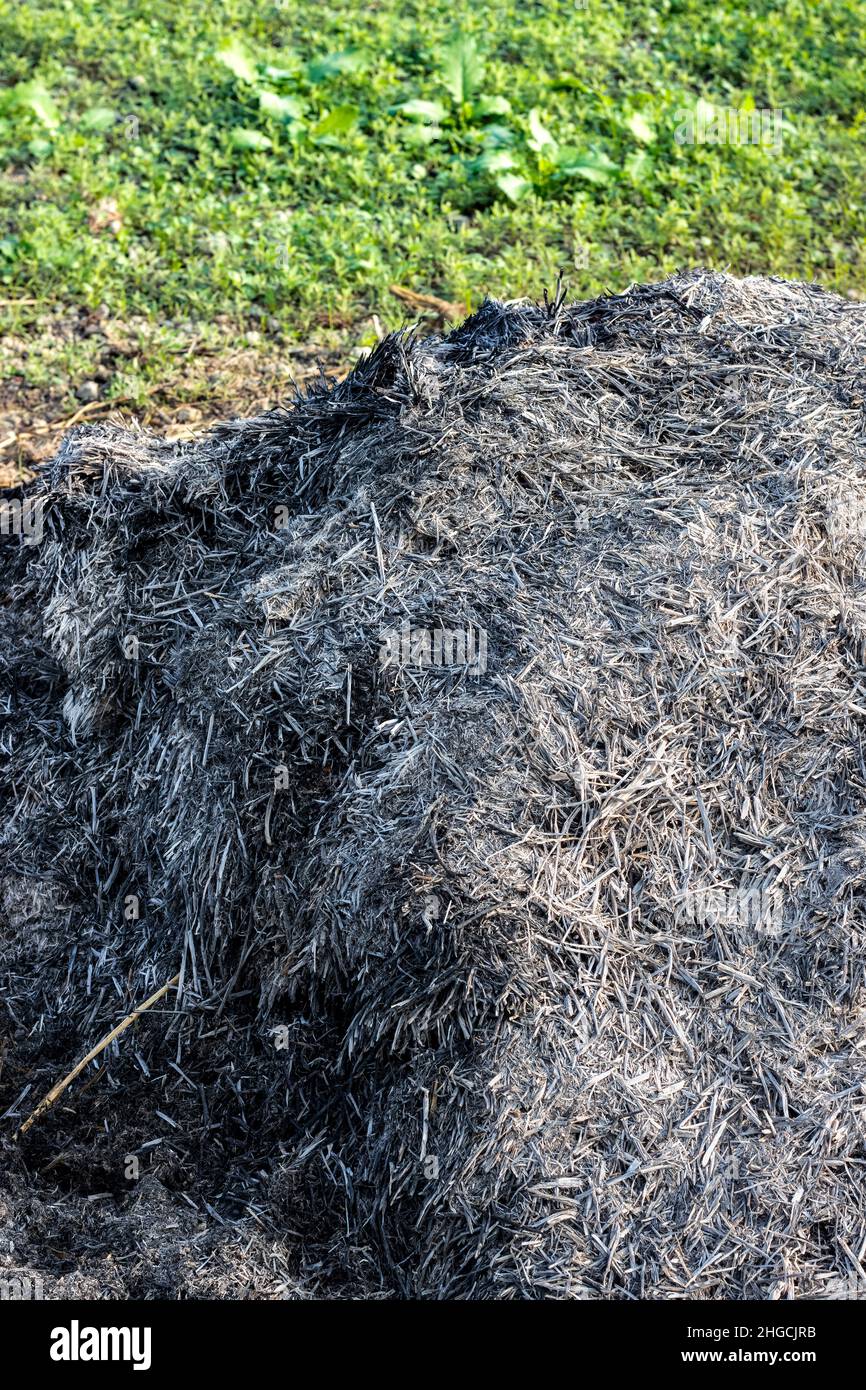 Farmer stored a pile of ash to use in agricultural land for fertilizer