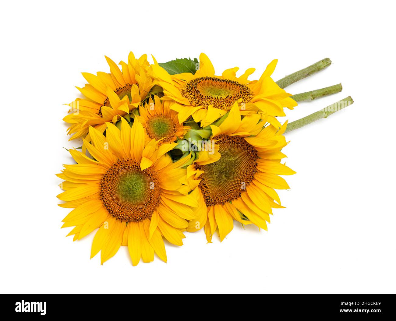 sunflowers isolated on white background Stock Photo - Alamy