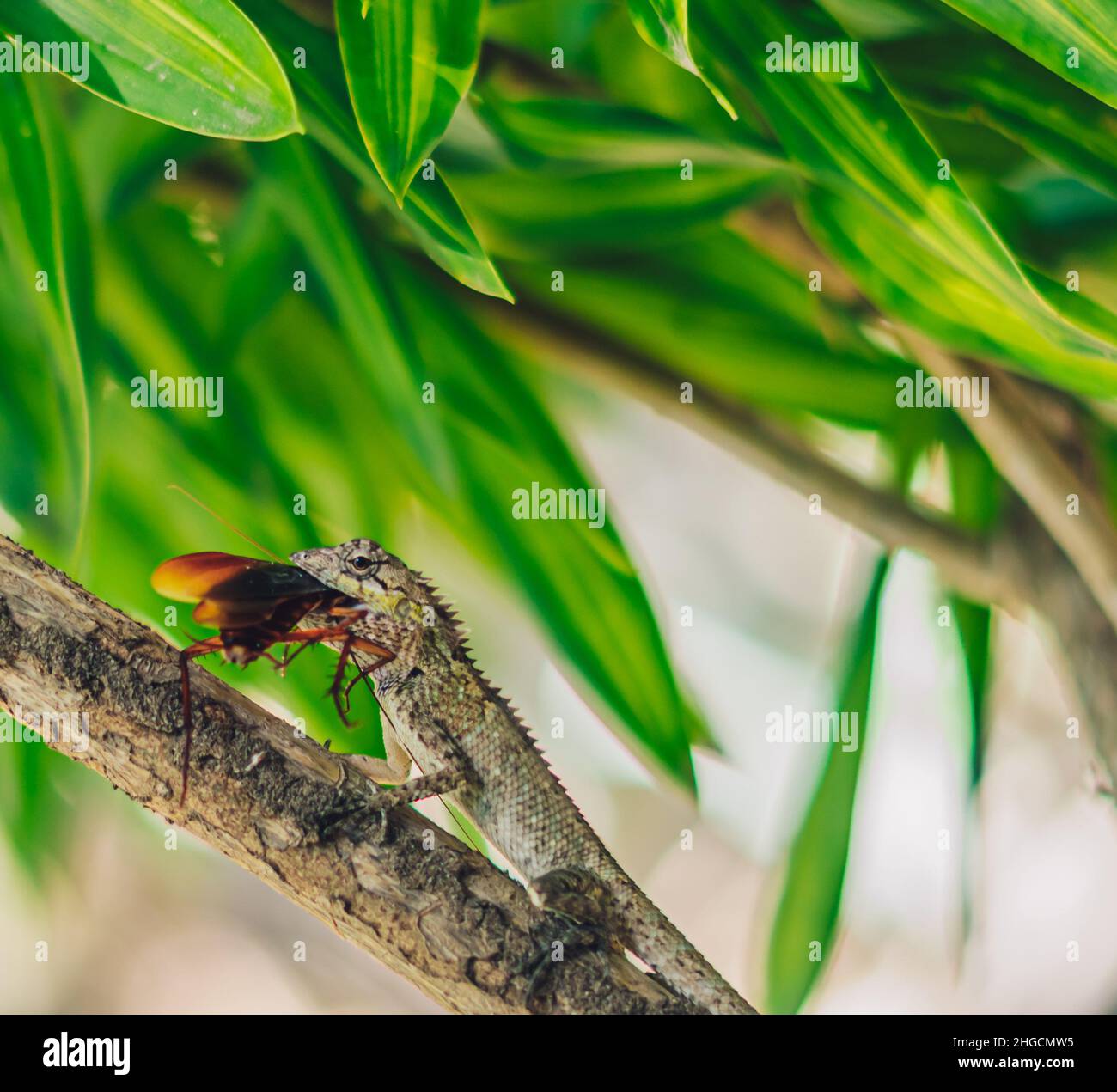 VERTICAL Macro closeup photo captures moment big gray lizard eat