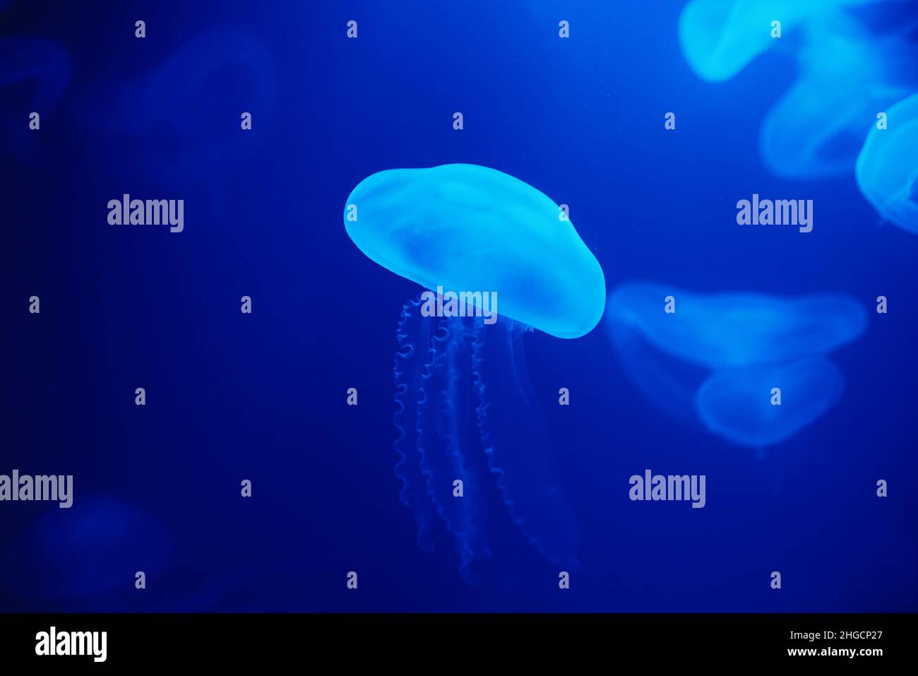 Jellyfish swims under water with blue background, sea life in zoo ...
