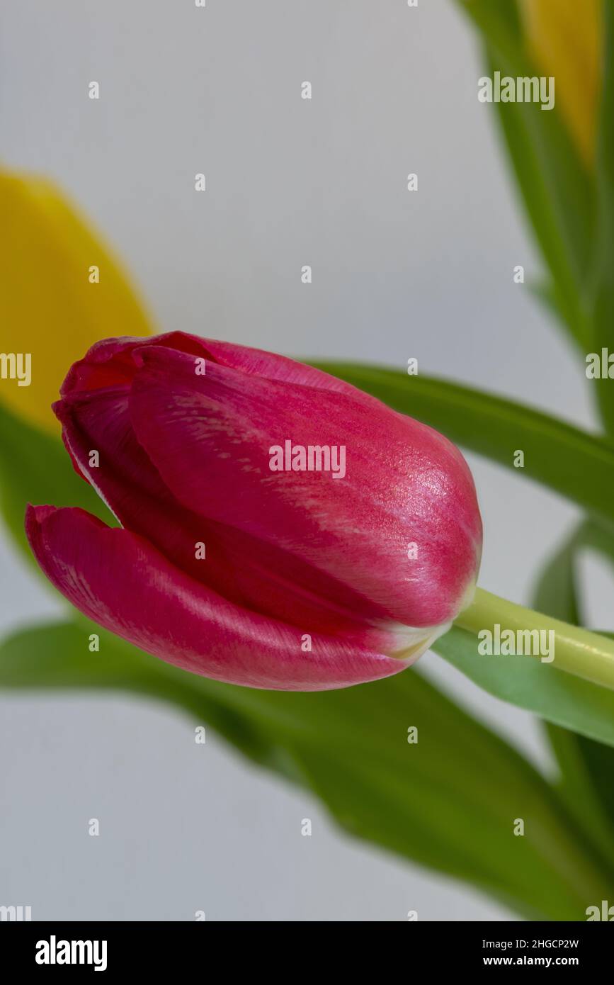 tulipani gialli e rossi in vaso di vetro sopra un tavolo bianco spazio copia macro Stock Photo