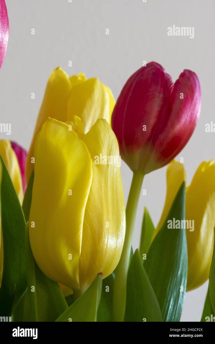 tulipani gialli e rossi in vaso di vetro sopra un tavolo bianco spazio copia primo piano altra vista Stock Photo