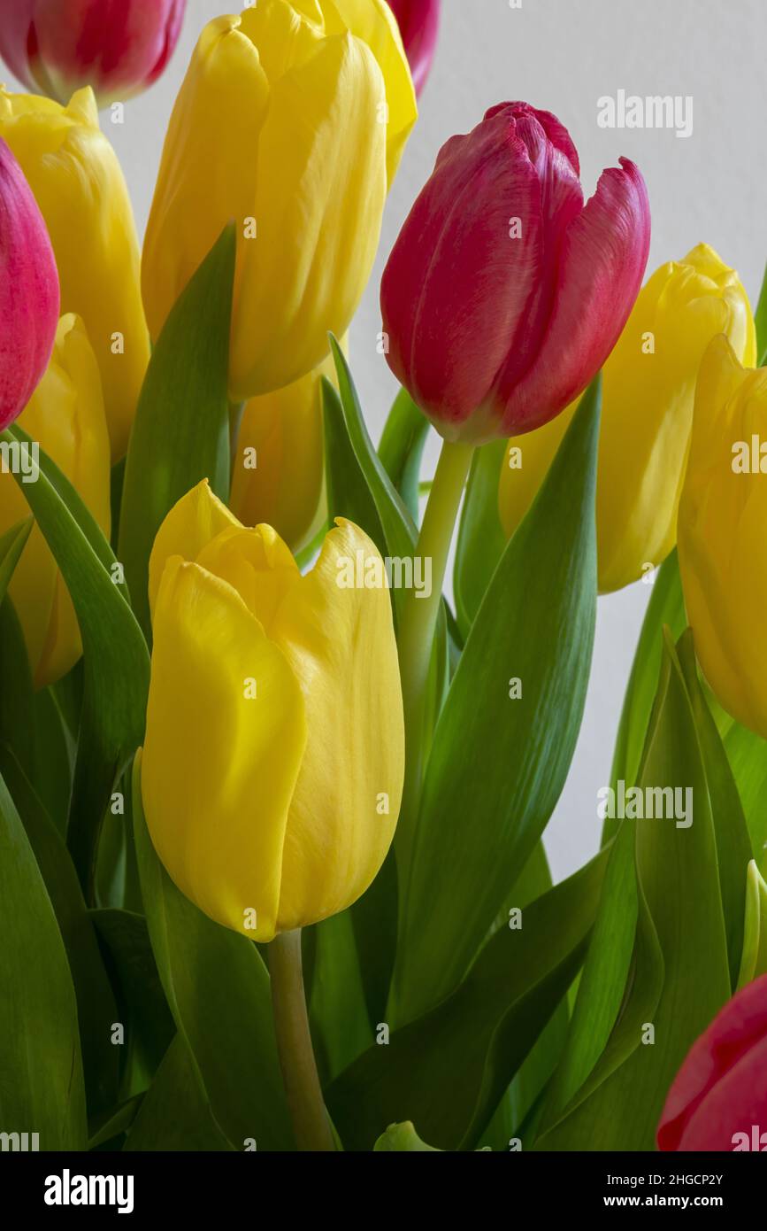tulipani gialli e rossi in vaso di vetro sopra un tavolo bianco spazio copia primo piano Stock Photo