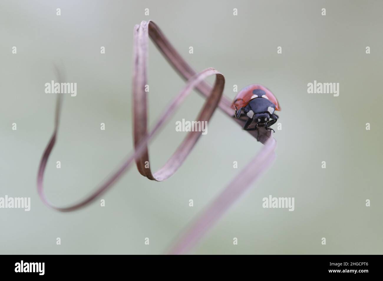 a ladybird on a dry curved grass. ladybug, ladybirds in spring on flower Stock Photo