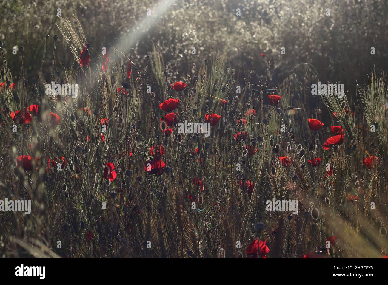 Poppy field on with a backlight in spring Stock Photo - Alamy
