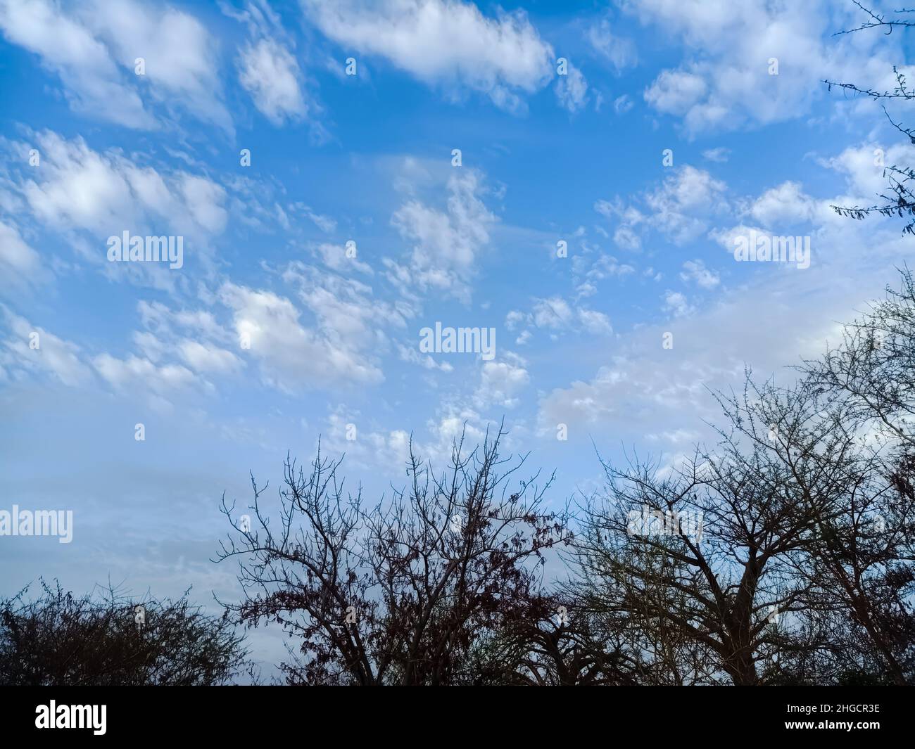Dry Trees Under The Clear Blue Sky With Clouds Stock Photo