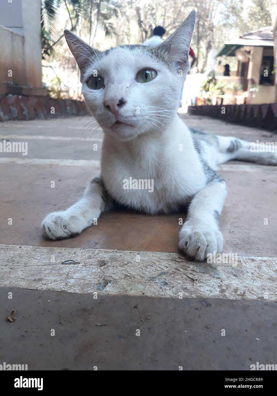 Cute White Cat Sitting On The Street Stock Photo - Alamy