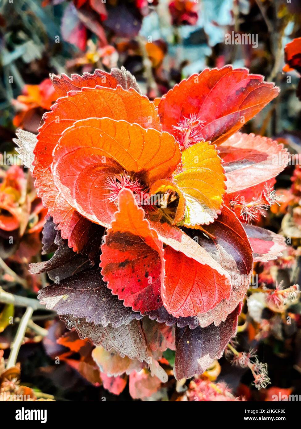 Beautiful Acalypha Wilkesiana Plant Closeup Stock Photo