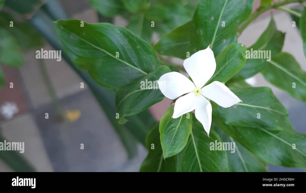 Periwinkle flower hi-res stock photography and images - Alamy