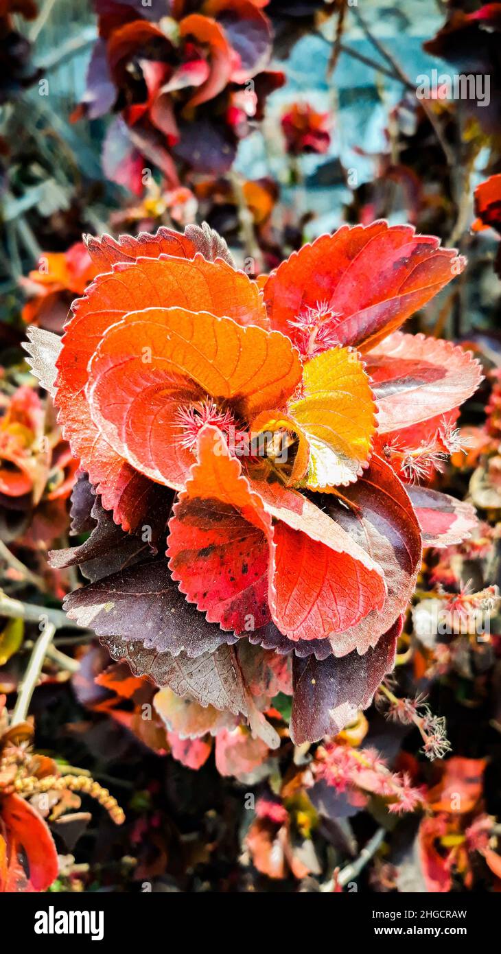 Beautiful Orange Acalypha Wilkesiana Plants In The Forest Stock Photo