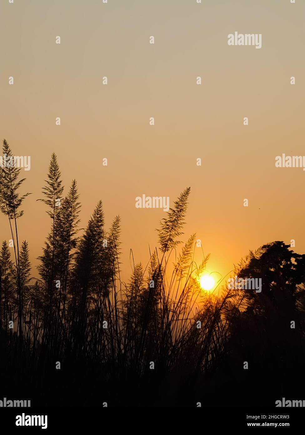 The Sun Falling Behind The Pampas Grass Stock Photo