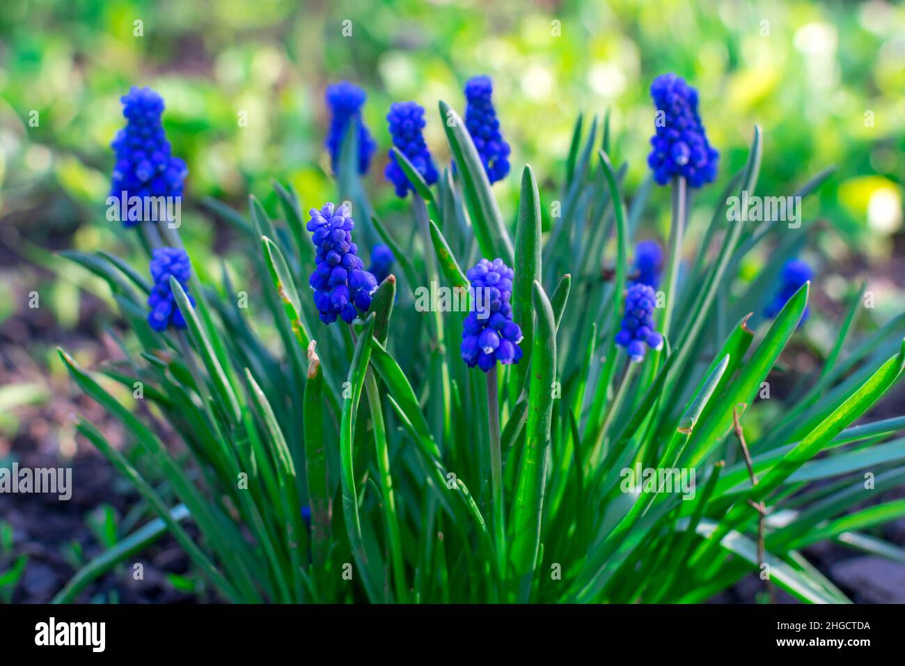 A bright beautiful bush of blue muscari flowers at the dacha in the rays of the sun on a blurred background. Selective focus Stock Photo