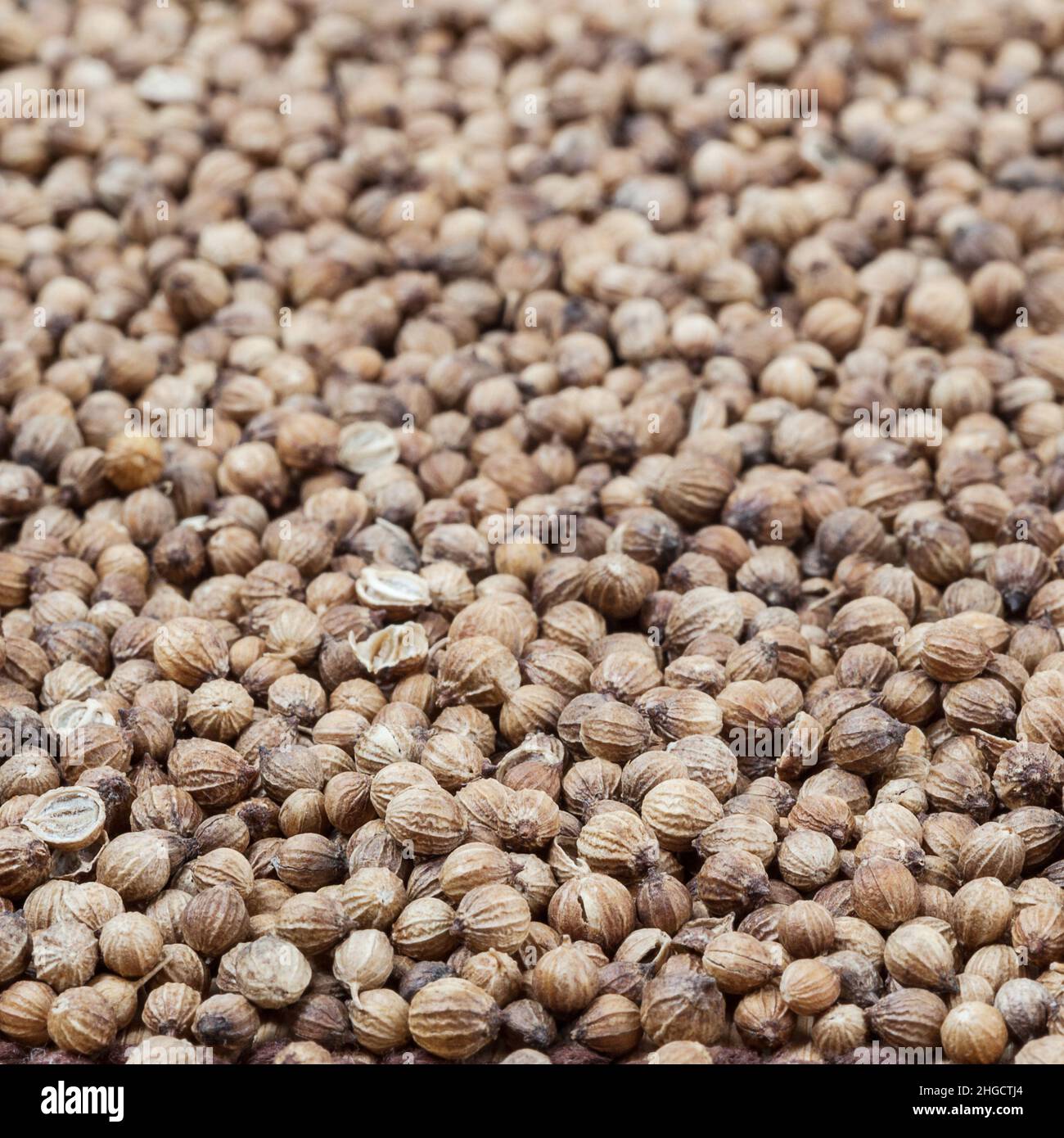 Dried coriander seeds background Stock Photo