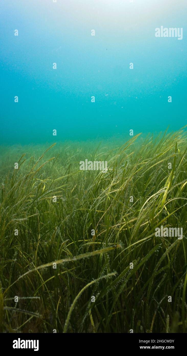 Seagrass (Zostera marina) meadow at Porthdinllaen, Wales Stock Photo