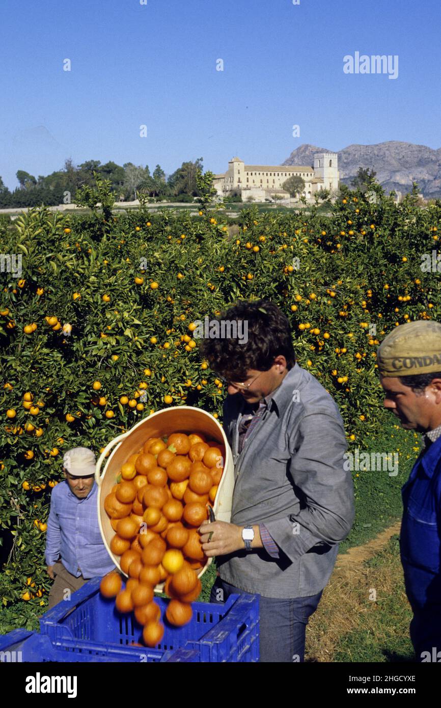 Espagne Valencia orange harvest Stock Photo Alamy Espagne Valencia orange harvest Stock Photo Alamy