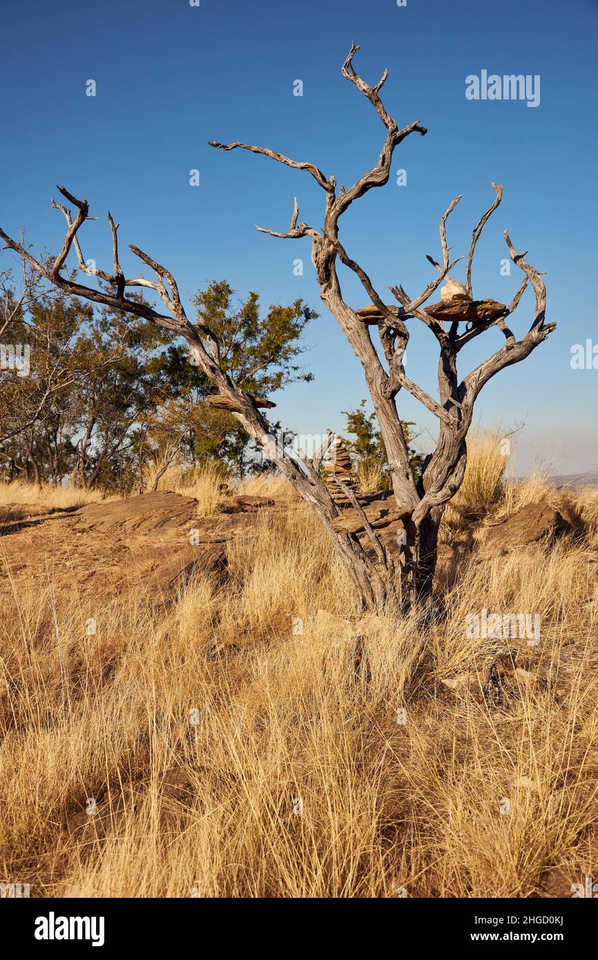 Bare tree and unspoiled nature in the savannah, Namibia Stock Photo