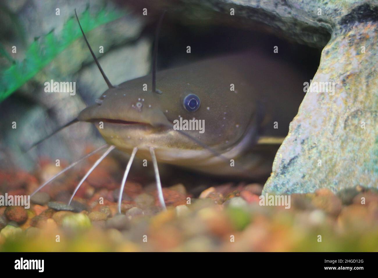 A cute wild catfish hiding in its secret lair. Stock Photo