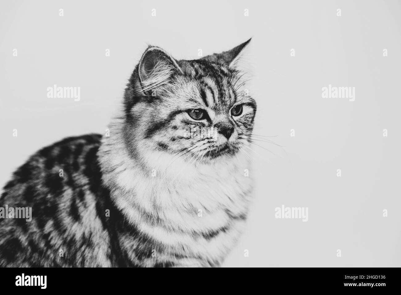 Cute Persian cat sitting black and white portrait Stock Photo - Alamy
