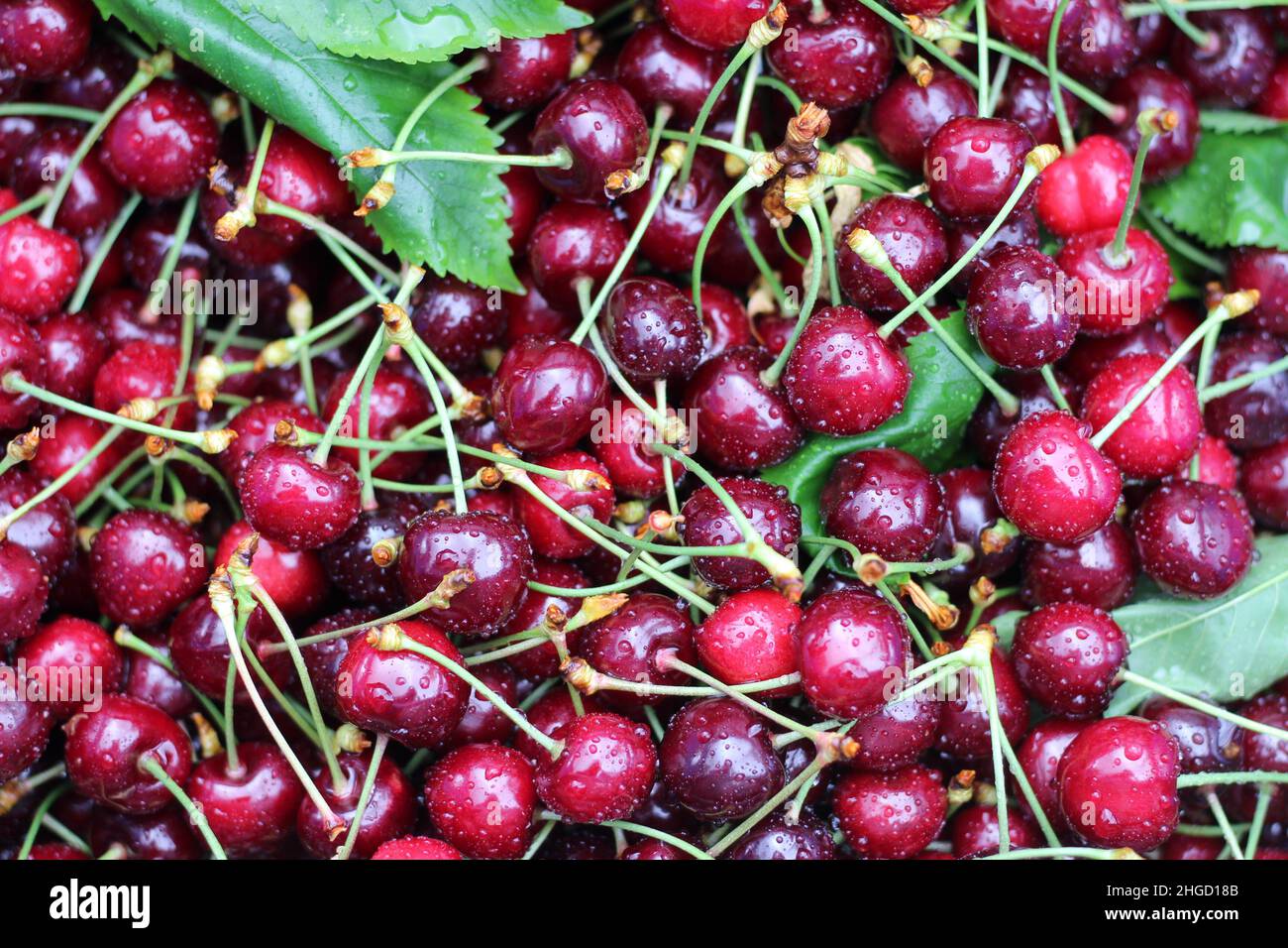 basket full of fresh cherries, harvesting cherries, dark red cherry background Stock Photo
