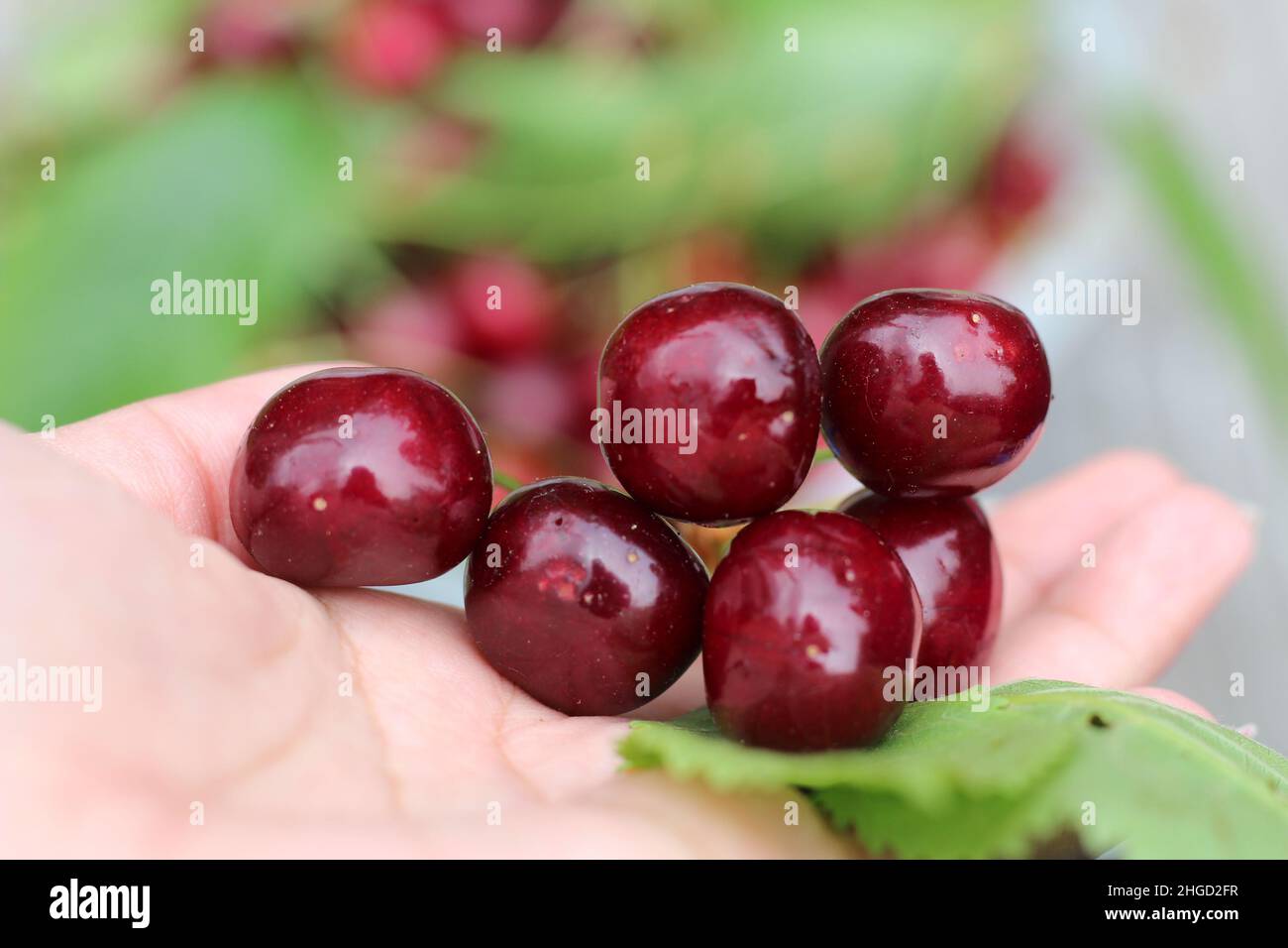 holding cherries Stock Photo
