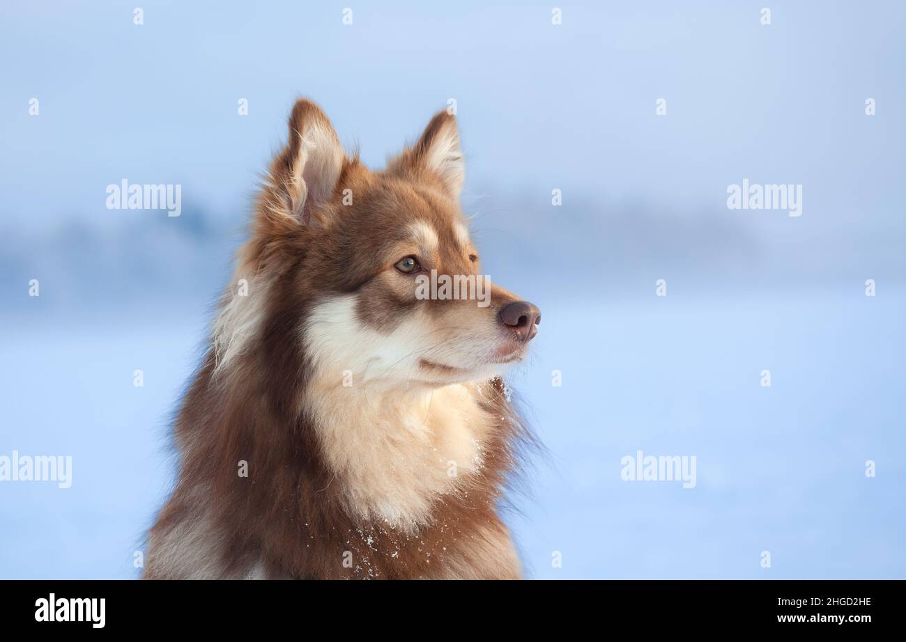 Portrait of a dog. Foggy winter landscape in the background. Finnish lapphund. Stock Photo
