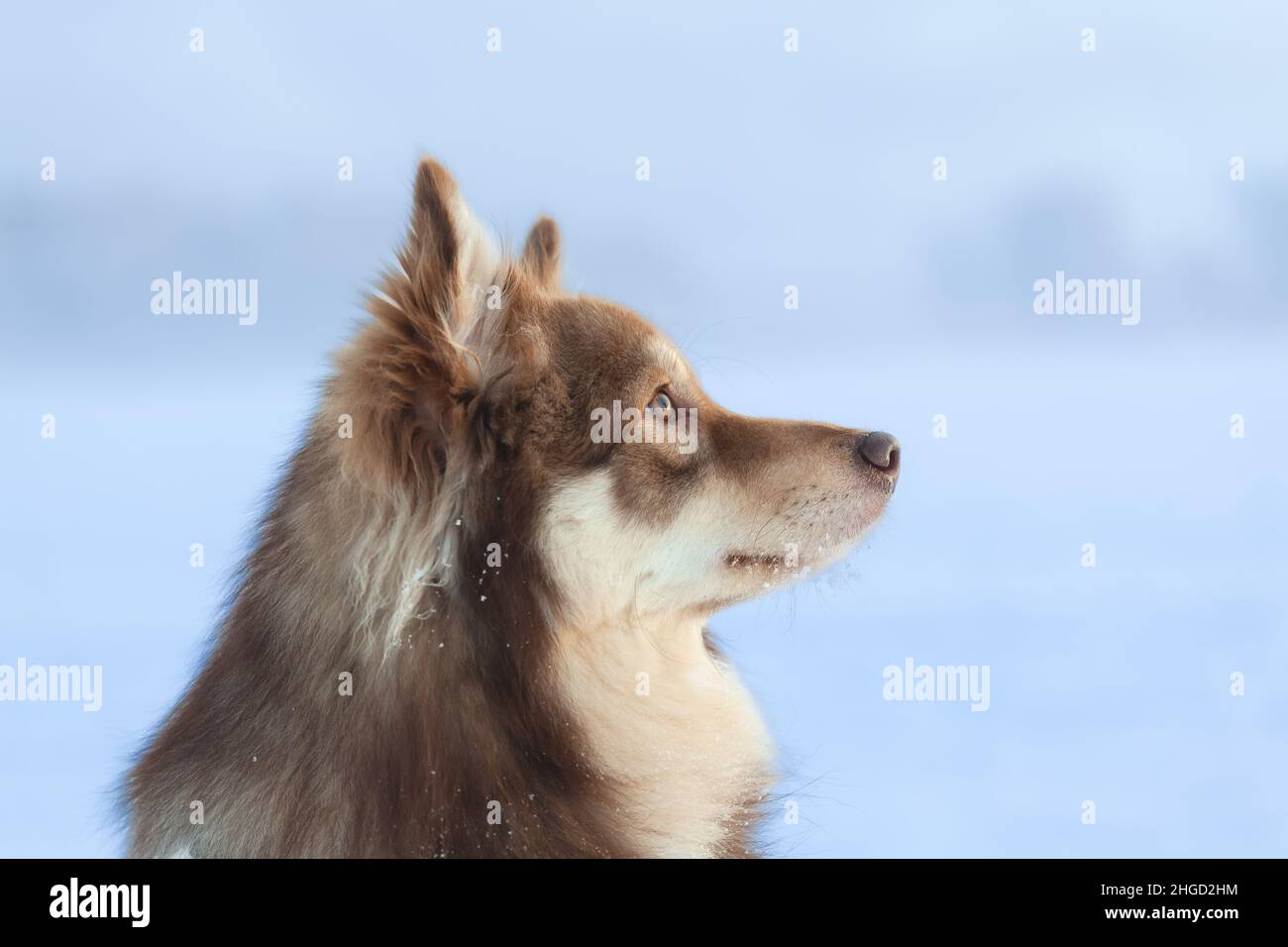 Side view of a herding dog, looking up. Foggy winter landscape in the background. Finnish lapphund. Stock Photo