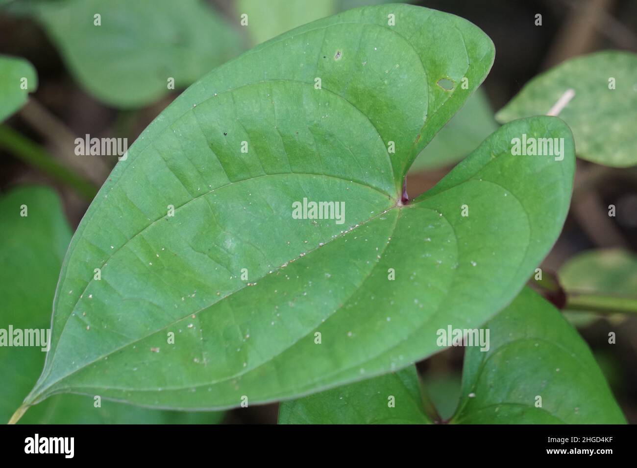 Dioscorea esculenta leaves with a natural background. Indonesian (Javanese) call it katak gandul or katak gandol. Stock Photo