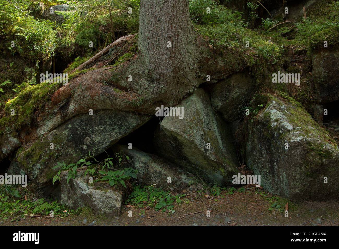 Boulders between the tree roots at the river Vydra in Bohemian Forest ...