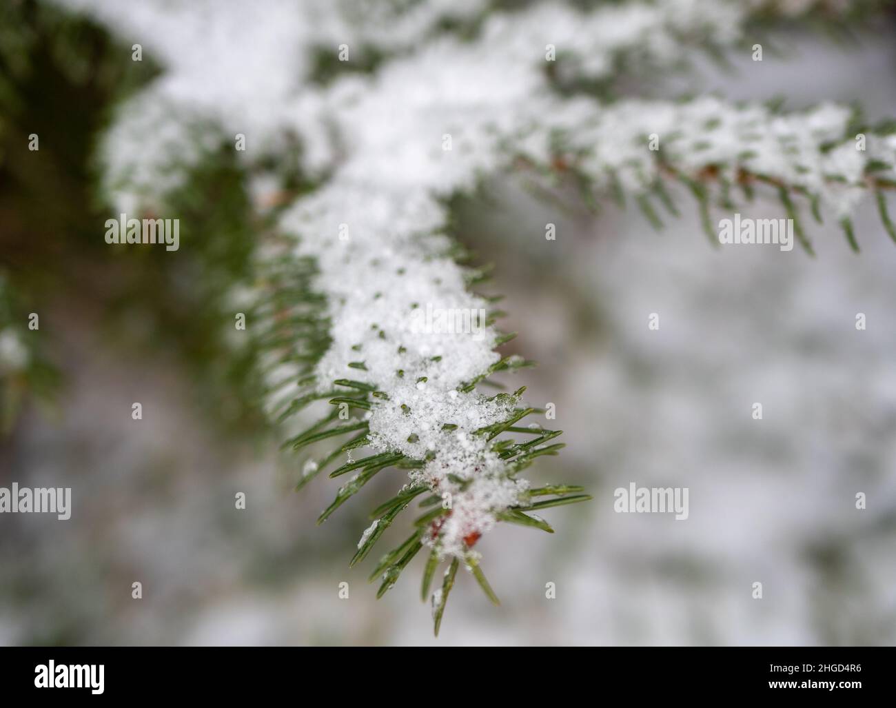 snow covered branches of pine Stock Photo