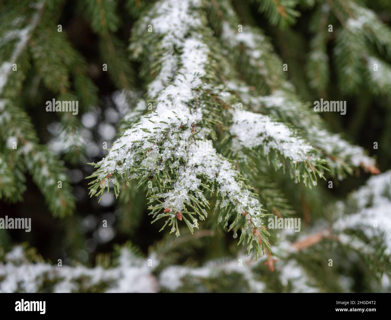 snow covered pine needles background Stock Photo
