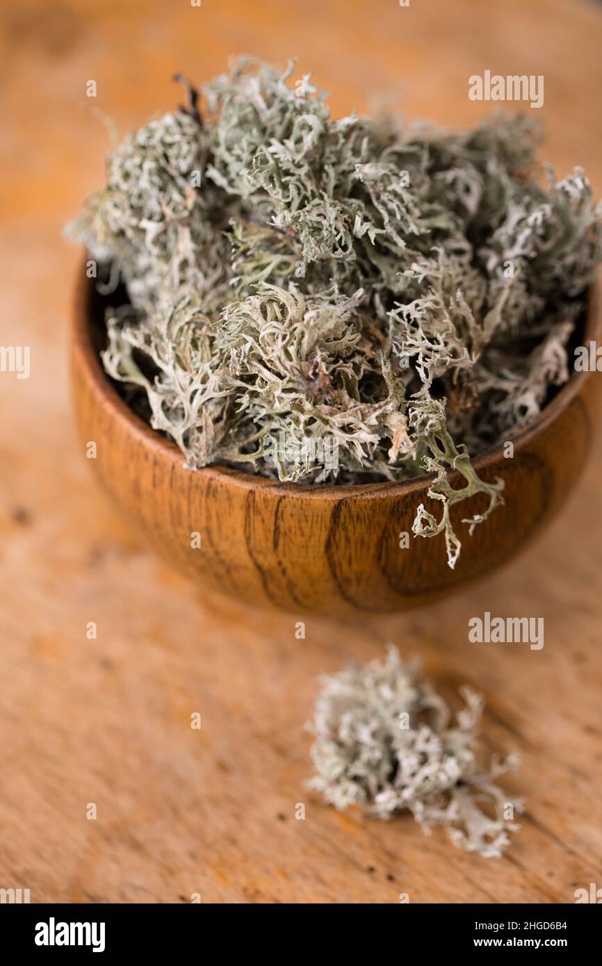 Dried Icelandic moss, folk remedy for coughs on white background Stock Photo