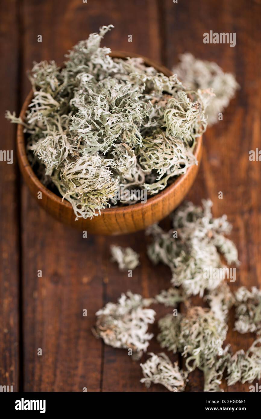 Dried Icelandic moss, folk remedy for coughs on white background Stock Photo