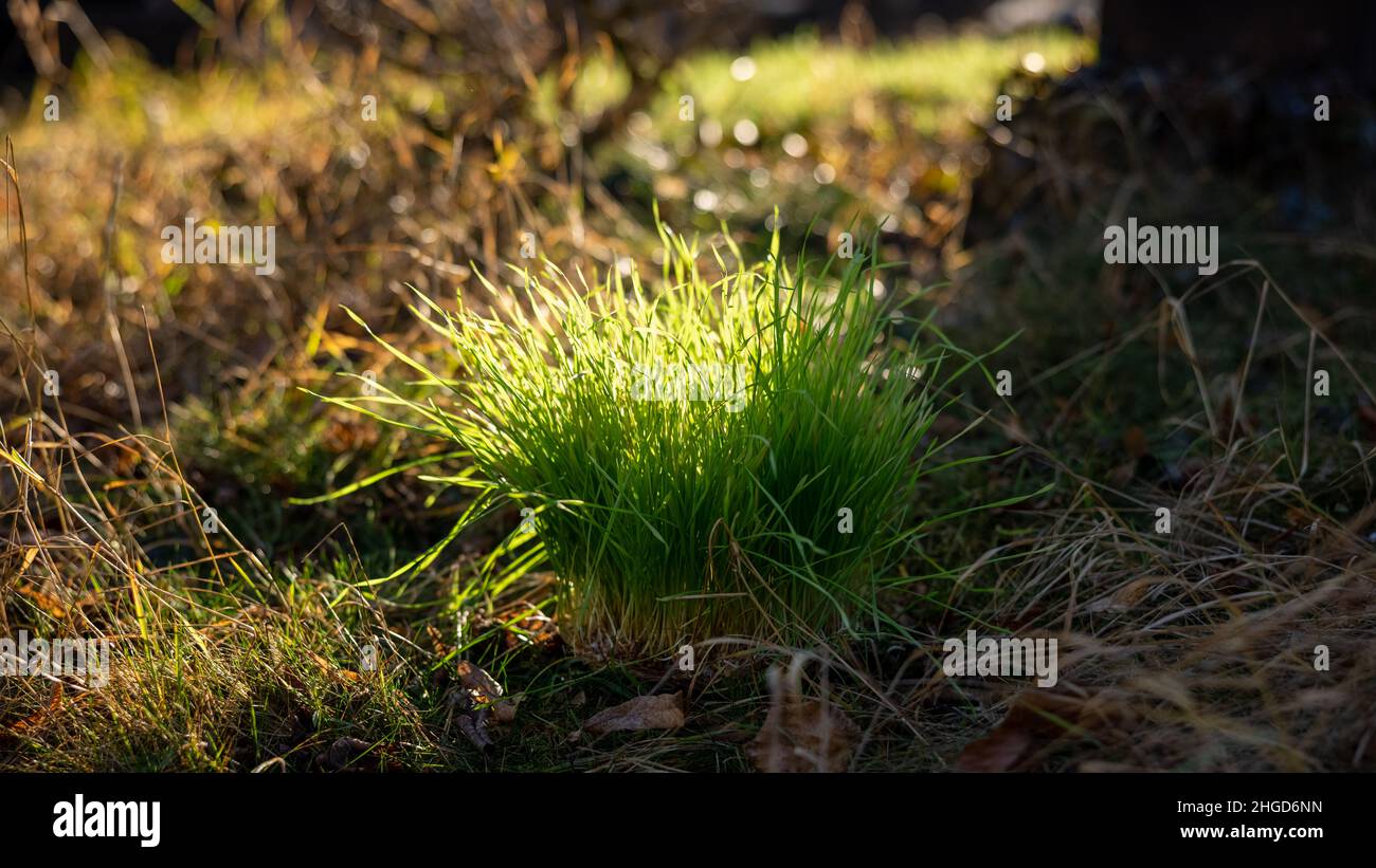 a nice grass cluster in the sun on a winter afternoon Stock Photo