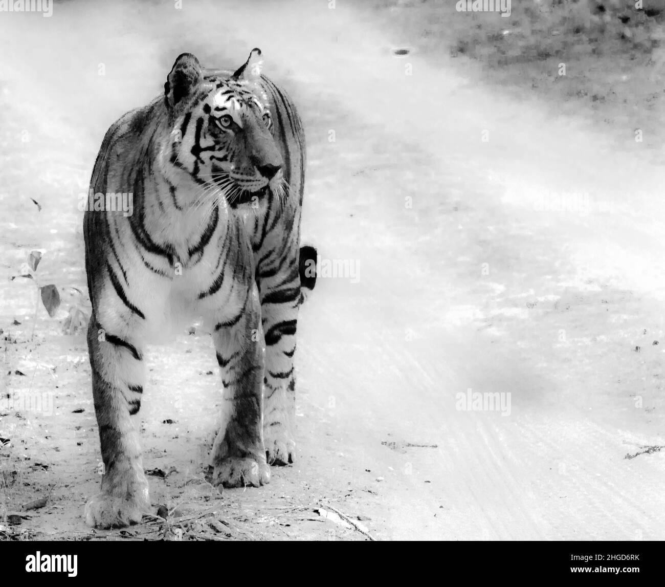 black and white tiger Stock Photo Alamy