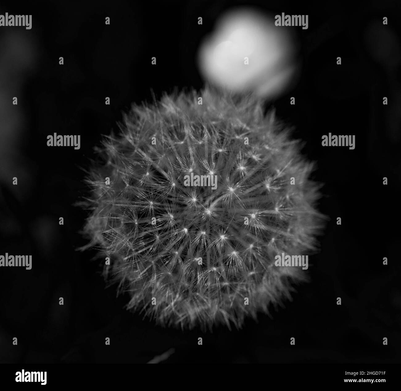 Dandelion flower seed in Black and White Stock Photos & Images - Alamy
