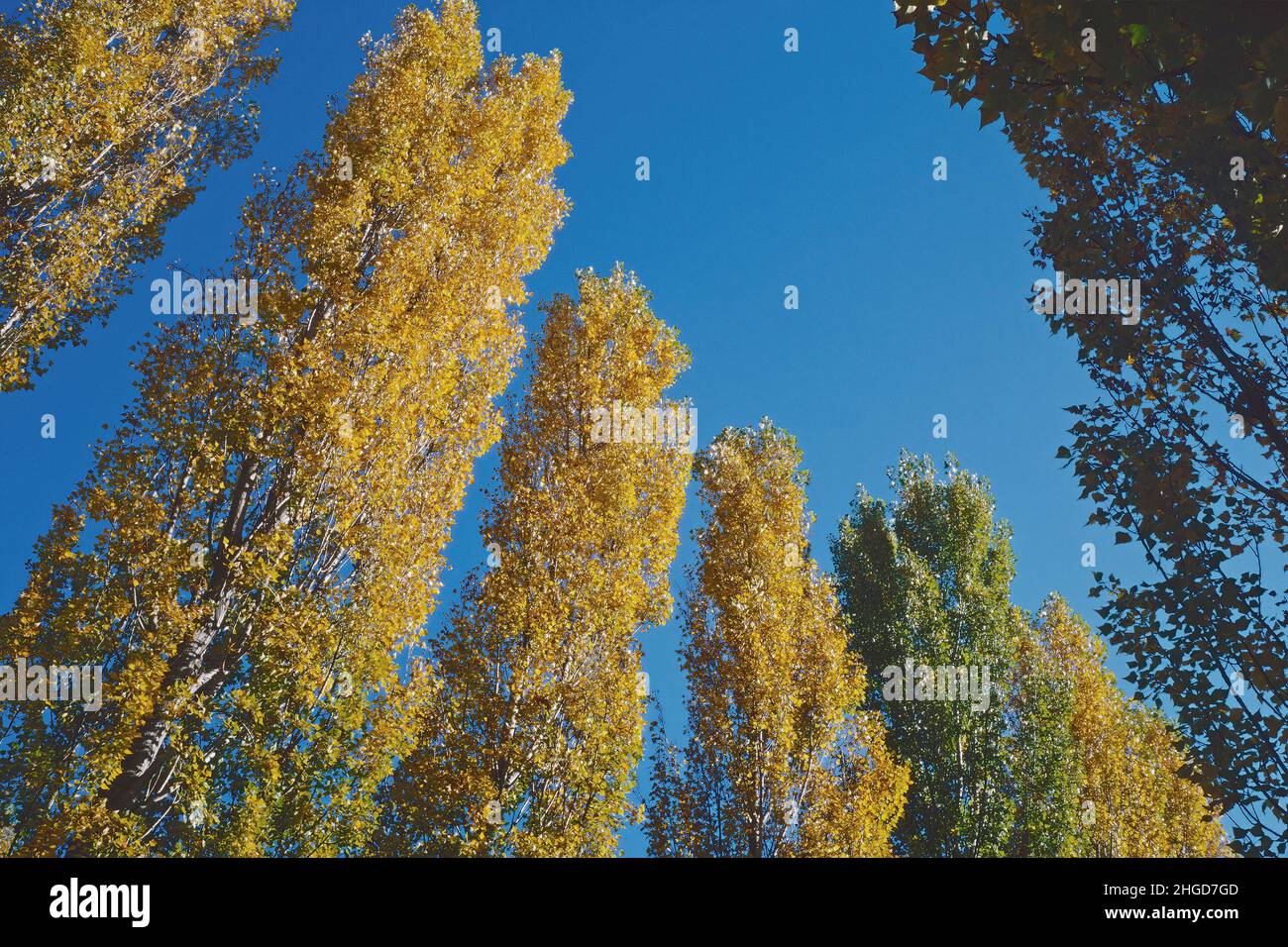 Poplar Tree Fall Color Black poplar populus nigra leaves hi-res stock photography and images ...