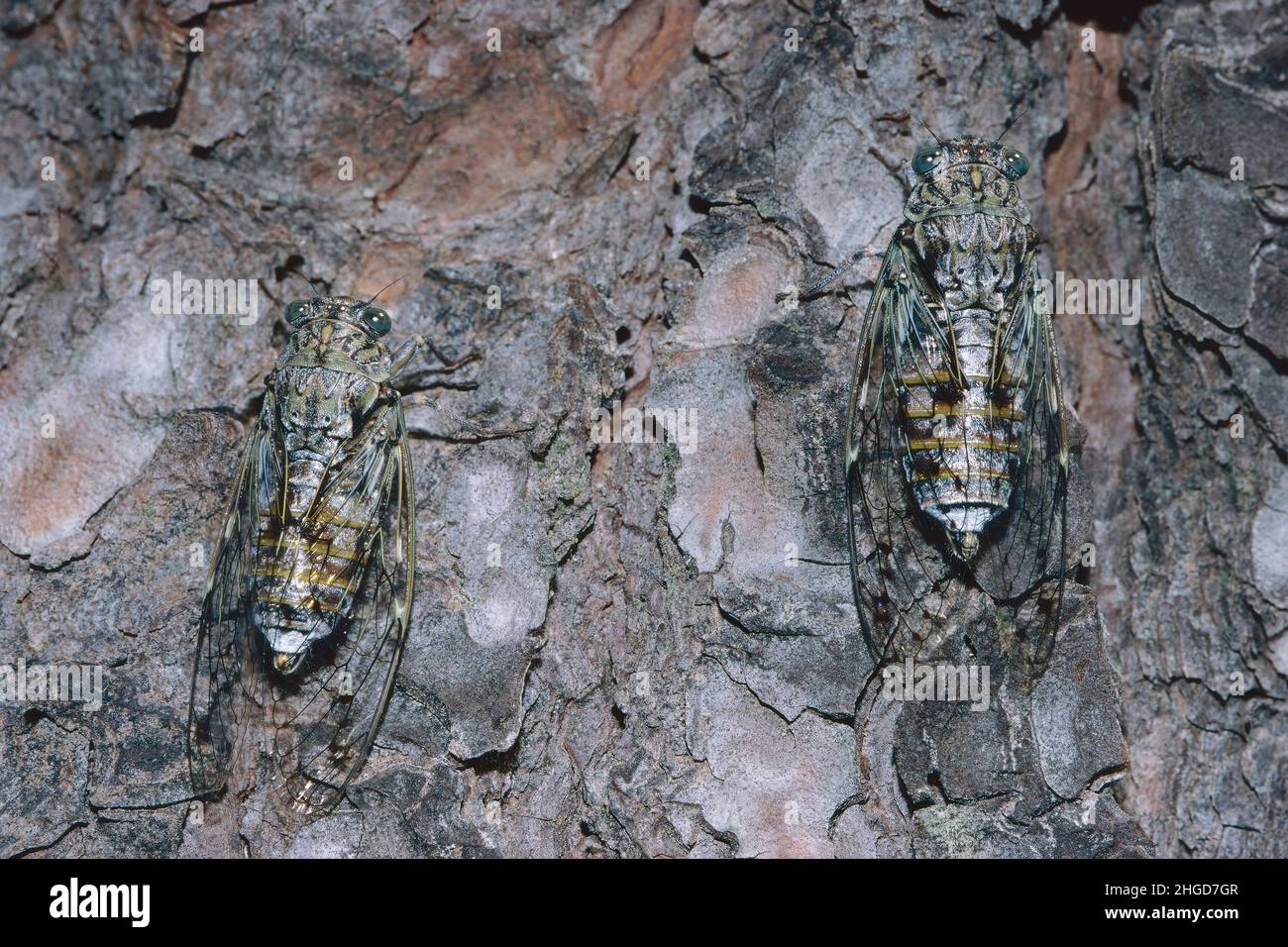 two specimens of Cicada orni on a trunk of domestic pine, Cicadidae Stock Photo