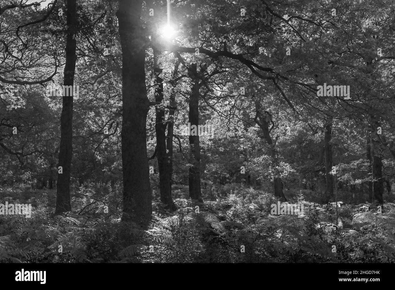 sunlight coming through trees in black and white Stock Photo - Alamy