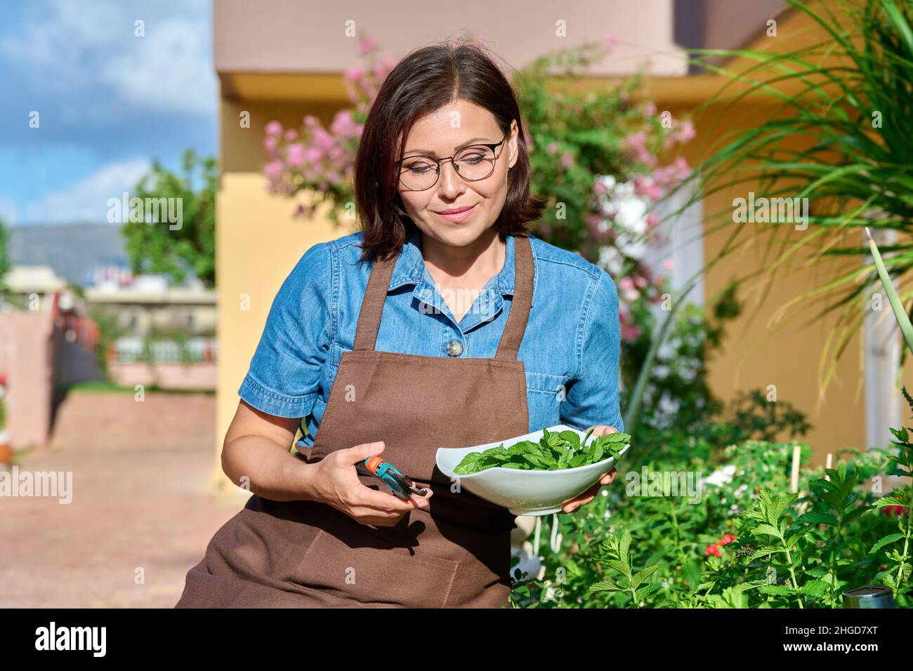 Woman picking mint plant with pruner in bowl, home herbal scented garden Stock Photo