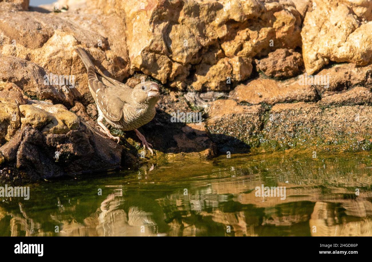 Female Red Headed Finch drinking water in the Kgalagadi Stock Photo