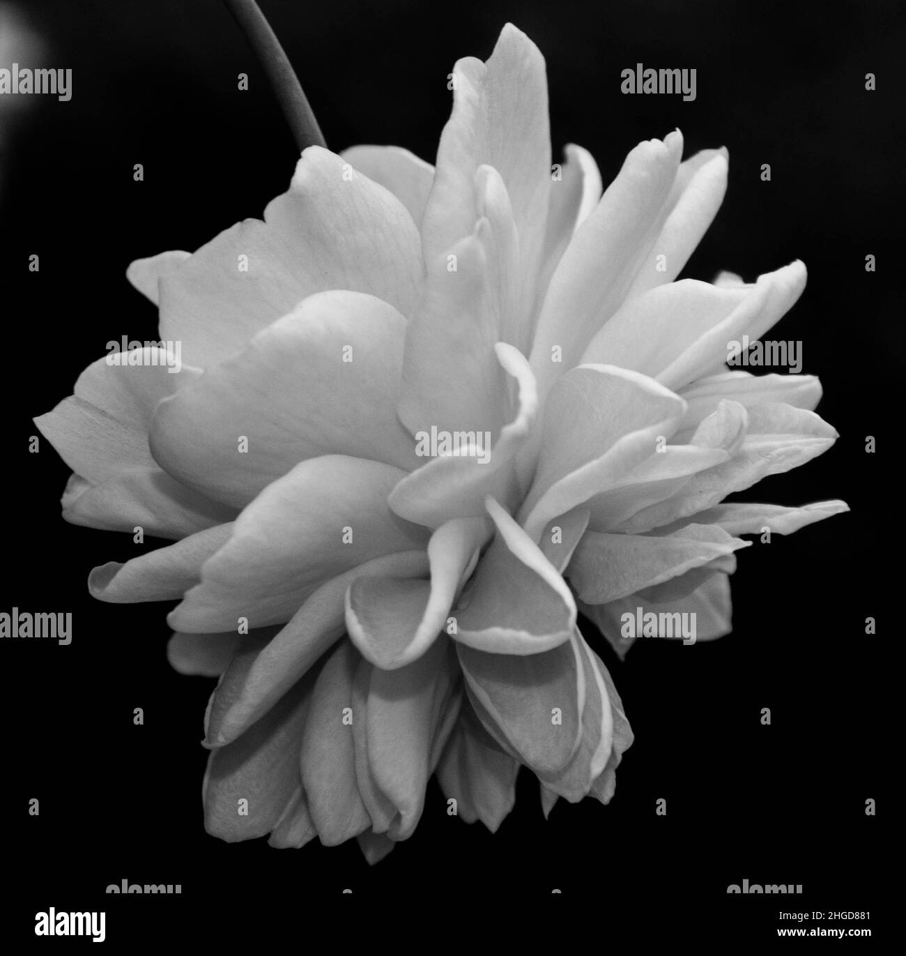 My Image 25