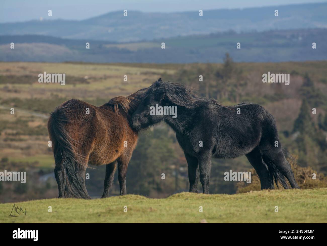 dartmoor-wildlife-hi-res-stock-photography-and-images-alamy