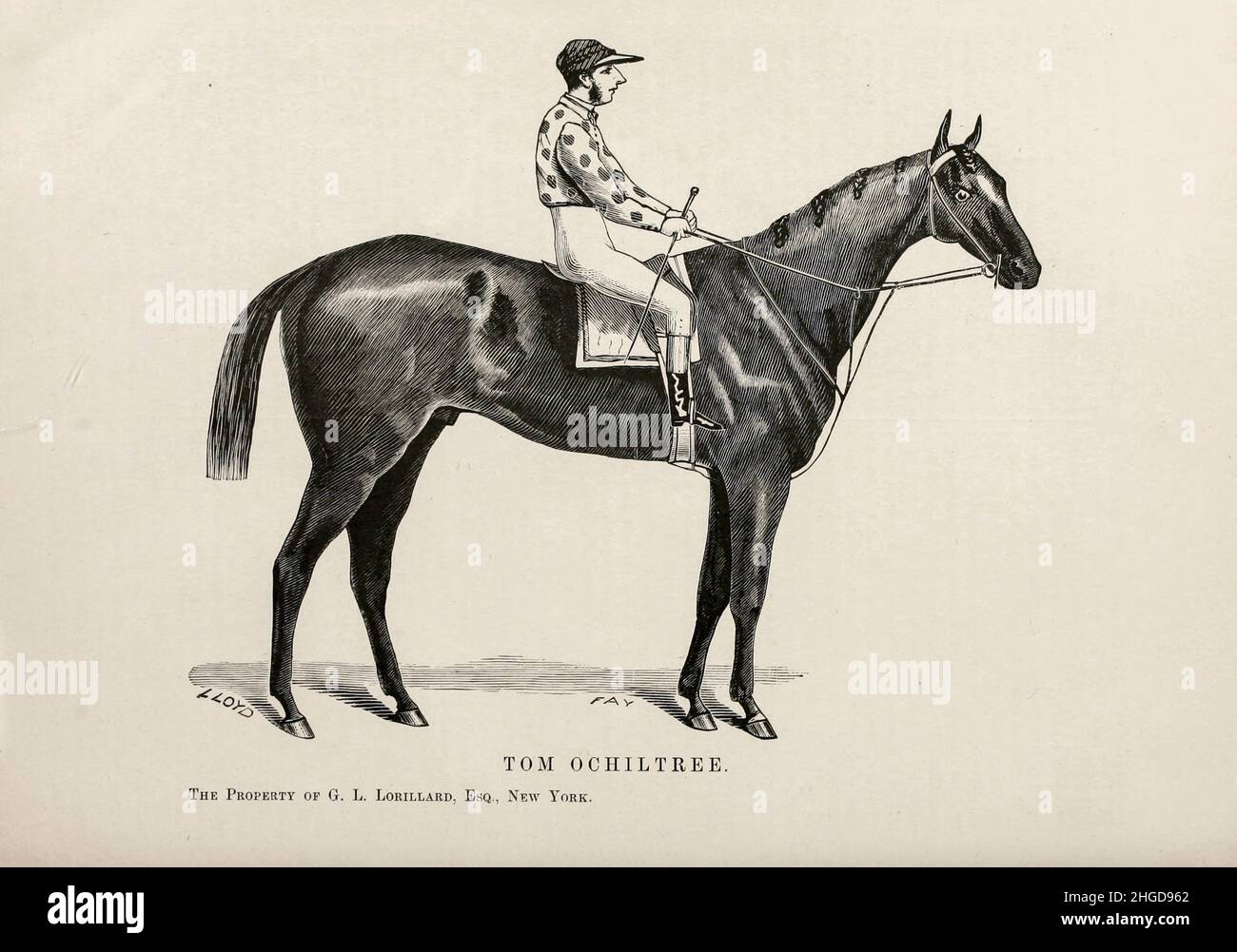 Tom Ochiltree Drawn by C. Lloyd [Tom Ochiltree (1872–1897), was an American Thoroughbred racehorse who won the 1875 Preakness Stakes and several other major stakes. In 1877, he lost in one of the most famous match races of the nineteenth century – a race that had been so anticipated that both houses of Congress were adjourned so members could attend. In 2016, Tom Ochiltree was inducted into the National Museum of Racing and Hall of Fame]. From the book ' Famous American race horses ' published in 1877 by Porter and Coates Philadelphia, Stock Photo