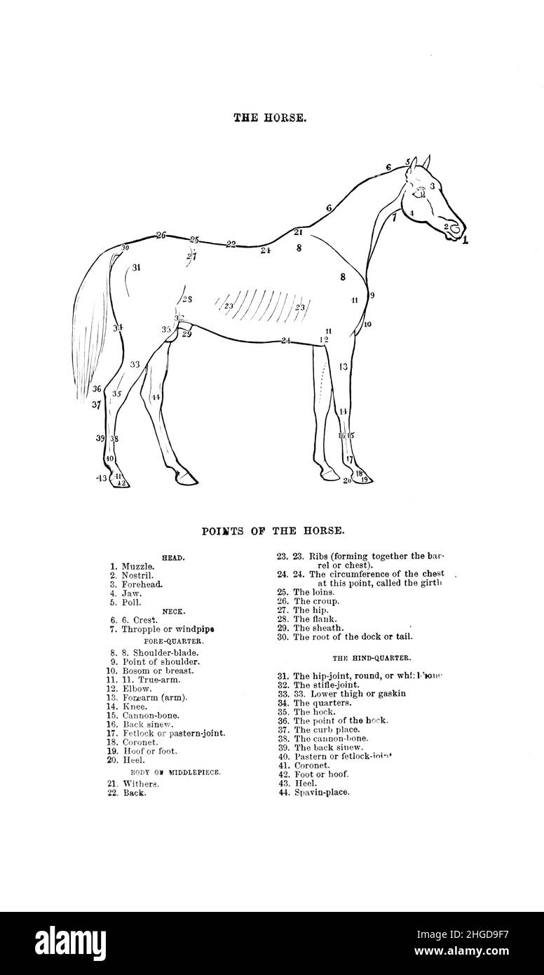 Anatomy and Points of a Horse from Every horse owner's cyclopedia : the anatomy and physiology of the horse; general characteristics; the points of the horse, with directions how to choose him; the principles of breeding, and the best kind to breed from; the treatment of the brood mare and foal; raising and breaking the colt; stables and stable management; riding, driving, etc., etc. Diseases, and how to cure them. The principal medicines, and the doses in which they can be safely administered; accidents, fractures, and the operations necessary in each case; shoeing, etc. Publisher: Philadelph Stock Photo