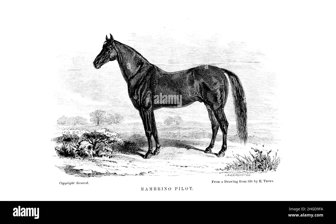 Mambrino Pilot Standardbred from Every horse owner's cyclopedia : the anatomy and physiology of the horse; general characteristics; the points of the horse, with directions how to choose him; the principles of breeding, and the best kind to breed from; the treatment of the brood mare and foal; raising and breaking the colt; stables and stable management; riding, driving, etc., etc. Diseases, and how to cure them. The principal medicines, and the doses in which they can be safely administered; accidents, fractures, and the operations necessary in each case; shoeing, etc. Publisher: Philadelphia Stock Photo