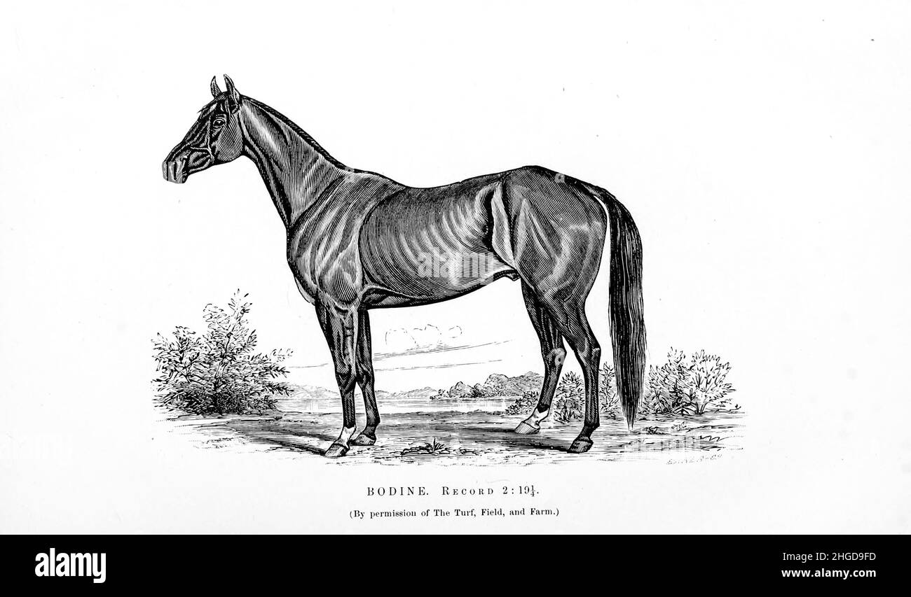 Bodine from Every horse owner's cyclopedia : the anatomy and physiology of the horse; general characteristics; the points of the horse, with directions how to choose him; the principles of breeding, and the best kind to breed from; the treatment of the brood mare and foal; raising and breaking the colt; stables and stable management; riding, driving, etc., etc. Diseases, and how to cure them. The principal medicines, and the doses in which they can be safely administered; accidents, fractures, and the operations necessary in each case; shoeing, etc. Publisher: Philadelphia : Porter & Coates 18 Stock Photo