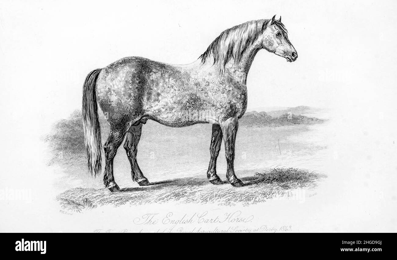 English Cart Horse from Every horse owner's cyclopedia : the anatomy and physiology of the horse; general characteristics; the points of the horse, with directions how to choose him; the principles of breeding, and the best kind to breed from; the treatment of the brood mare and foal; raising and breaking the colt; stables and stable management; riding, driving, etc., etc. Diseases, and how to cure them. The principal medicines, and the doses in which they can be safely administered; accidents, fractures, and the operations necessary in each case; shoeing, etc. Publisher: Philadelphia : Porter Stock Photo