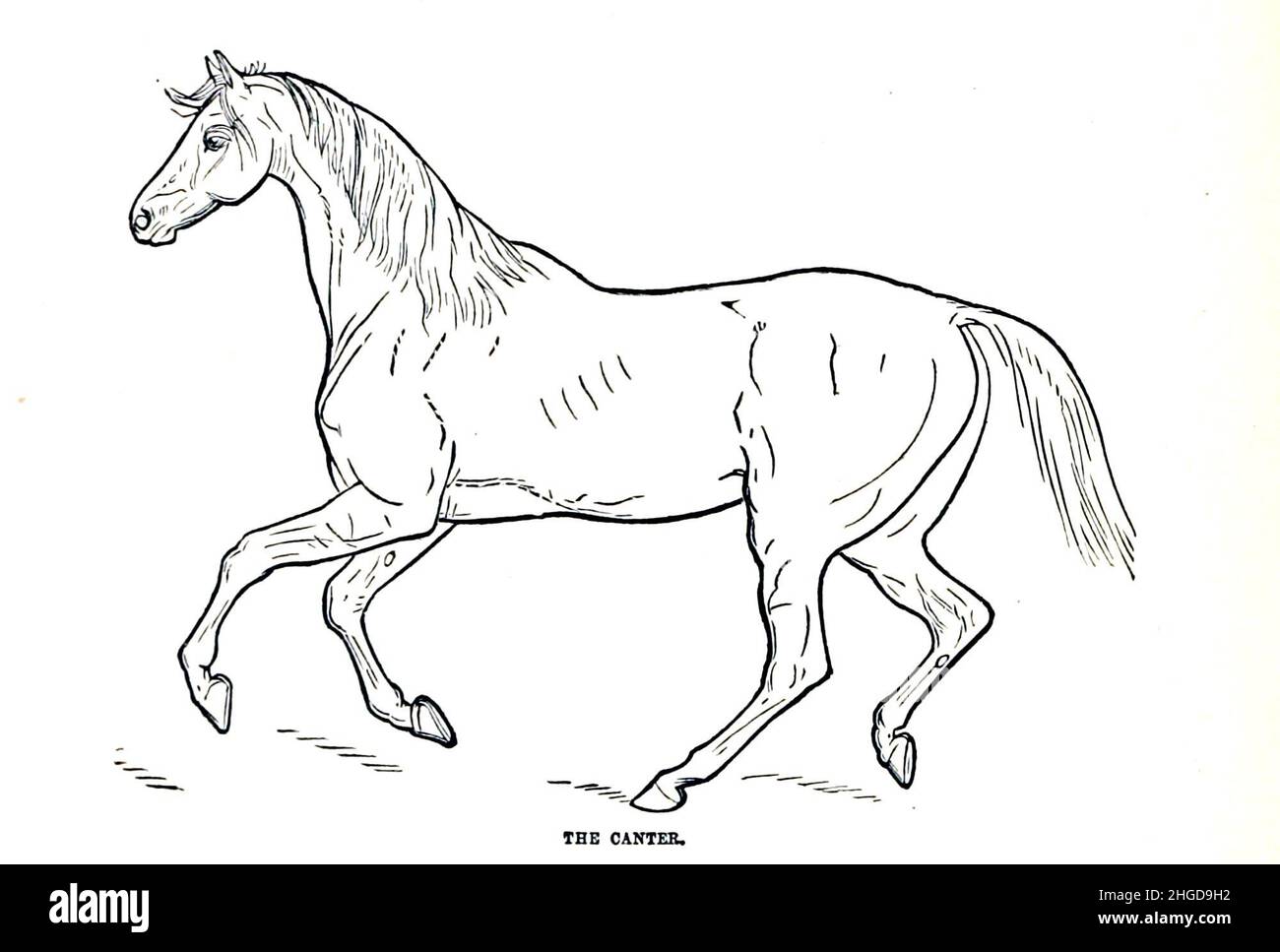 The Canter ON THE LOCOMOTIVE ACTION IN THE VARIOUS PACES from Every horse owner's cyclopedia : the anatomy and physiology of the horse; general characteristics; the points of the horse, with directions how to choose him; the principles of breeding, and the best kind to breed from; the treatment of the brood mare and foal; raising and breaking the colt; stables and stable management; riding, driving, etc., etc. Diseases, and how to cure them. The principal medicines, and the doses in which they can be safely administered; accidents, fractures, and the operations necessary in each case; shoeing, Stock Photo