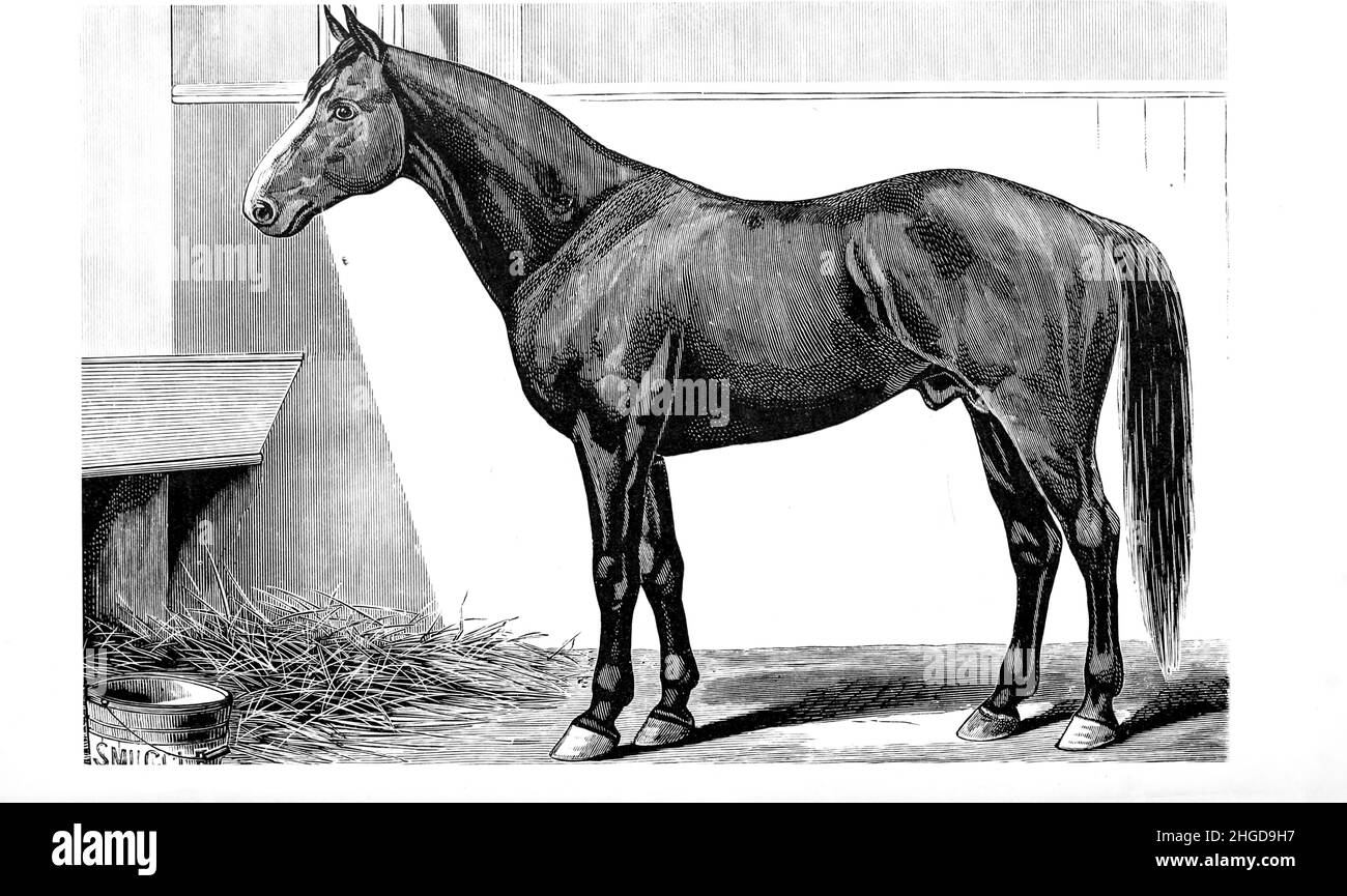 Trotting stallion Smuggler owned by H.S. Russell,(Milton, Mass.) from Every horse owner's cyclopedia : the anatomy and physiology of the horse; general characteristics; the points of the horse, with directions how to choose him; the principles of breeding, and the best kind to breed from; the treatment of the brood mare and foal; raising and breaking the colt; stables and stable management; riding, driving, etc., etc. Diseases, and how to cure them. The principal medicines, and the doses in which they can be safely administered; accidents, fractures, and the operations necessary in each case; Stock Photo
